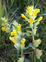 Rhinanthus serotinus aestivalis