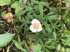 Calochortus subalpinus