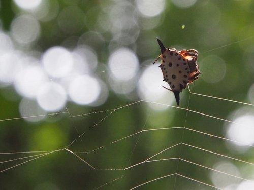 Togacantha nordviei