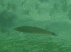 Halichoeres californicus