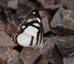 Dynamine athemon athemaena