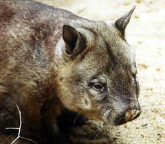 Northern Hairy-Nosed Wombat photo 3