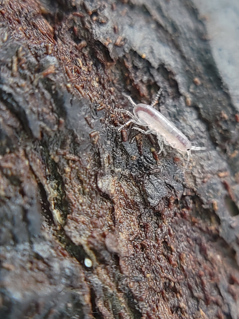 Platorchestia chathamensis