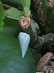 Flatormenis proxima