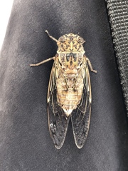 Cicada mordoganensis