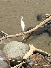 Ardea alba