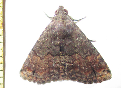 Eublemma nigrivitta