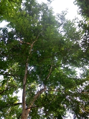 Terminalia leiocarpa