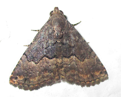 Eublemma nigrivitta
