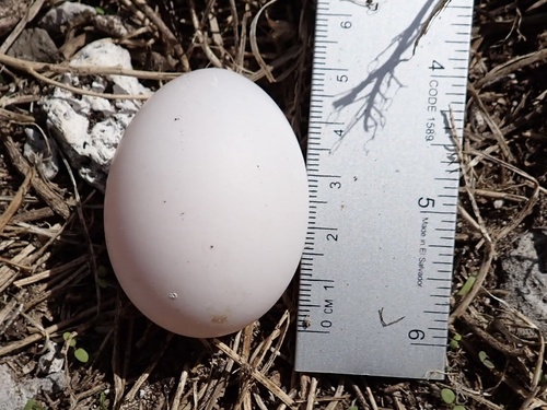 Pterodroma hypoleuca observed 2025-02-15