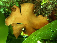 Constantinea rosa-marina