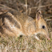 Eastern Barred Bandicoot - Photo (c) JJ Harrison, some rights reserved (CC BY-SA)