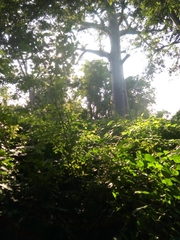 Terminalia leiocarpa