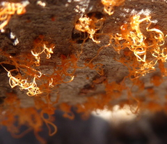 Cytospora chrysosperma