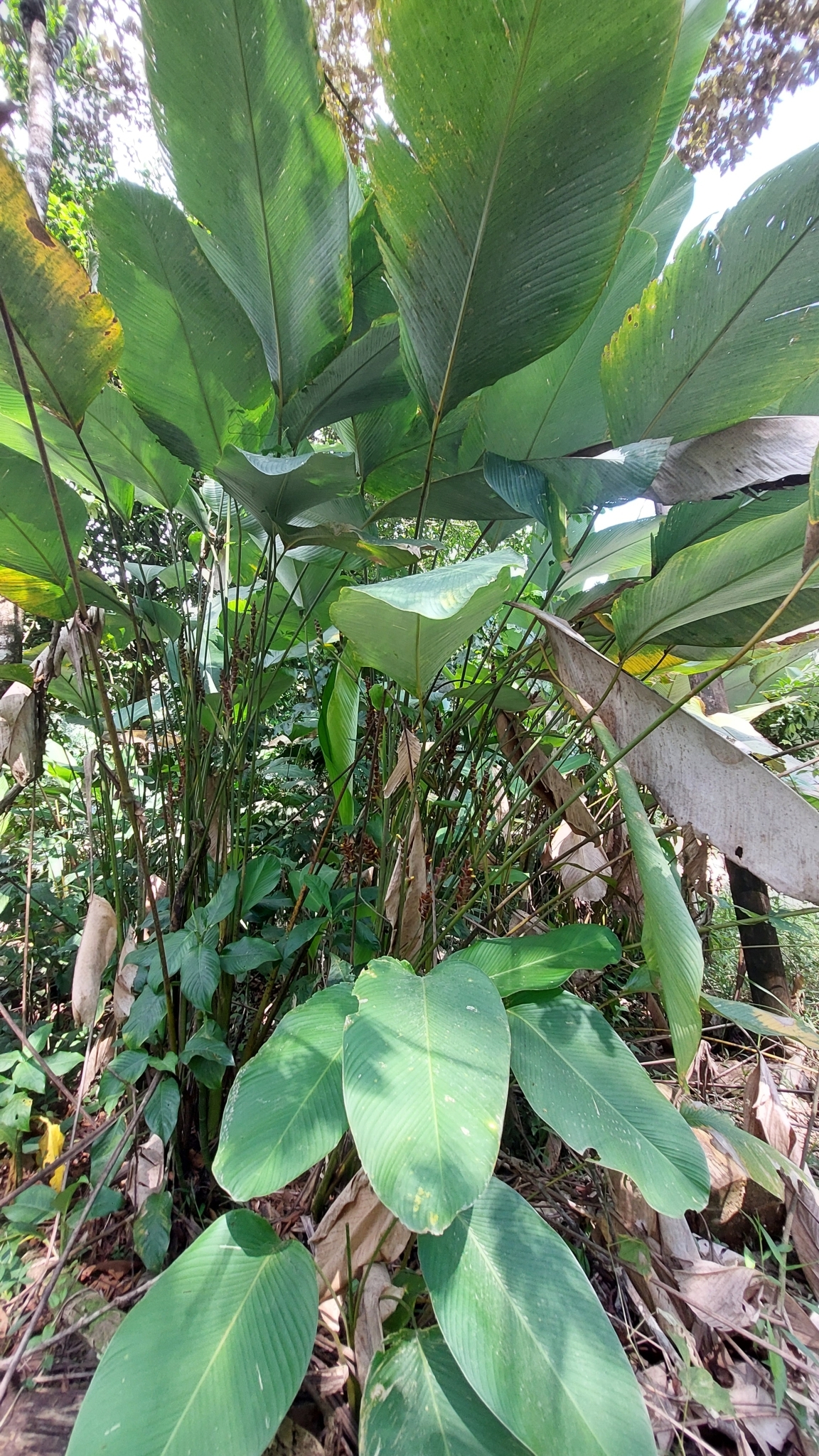 Imagem de Papiro