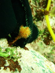 Boltenia villosa