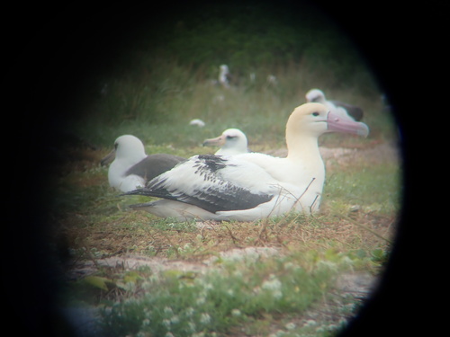 Phoebastria albatrus, 2024-12-21