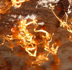 Cytospora chrysosperma