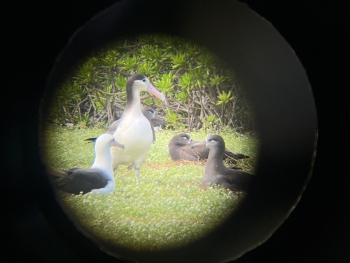 Phoebastria albatrus, 2024-11-22