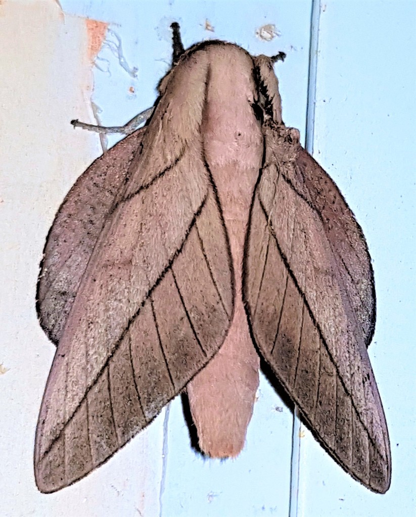 Citioica anthonilis
