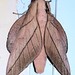 Citioica anthonilis - Photo (c) Gerry van Tonder,  זכויות יוצרים חלקיות (CC BY), הועלה על ידי Gerry van Tonder