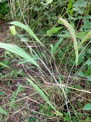 Andropogon tectorum