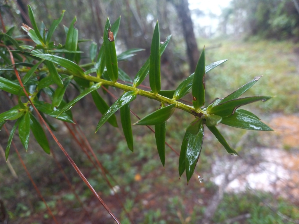 Podocarpus hispaniolensis
