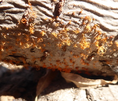 Cytospora chrysosperma