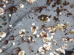 Nemalion elminthoides