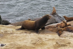 Zalophus californianus