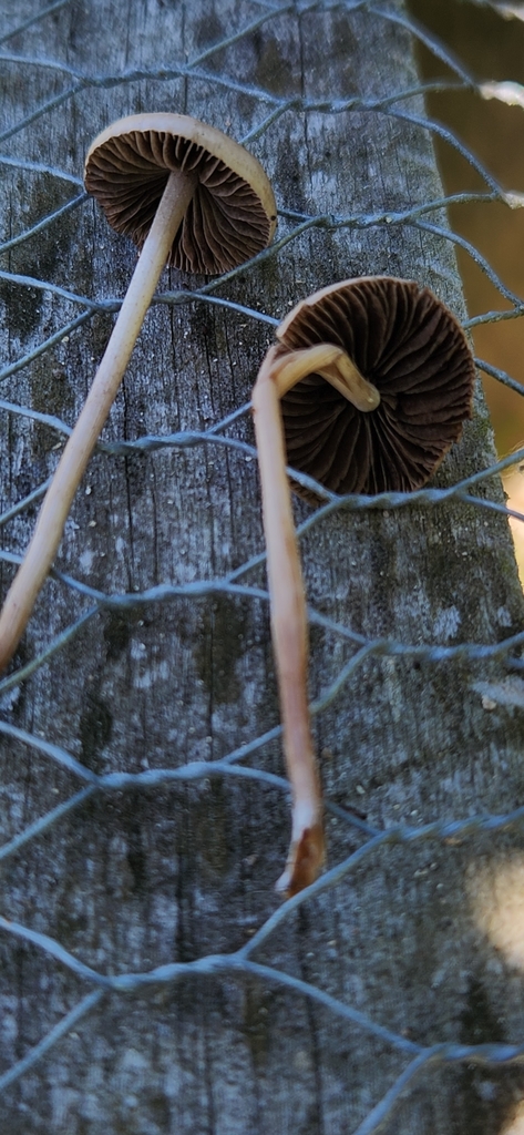 Panaeolus foenisecii · February 2025 · photo: © sam-speight (iNaturalist, cc-by-sa)