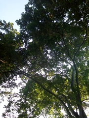 Lonchocarpus sericeus