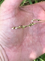 Persicaria setacea