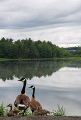 Branta canadensis