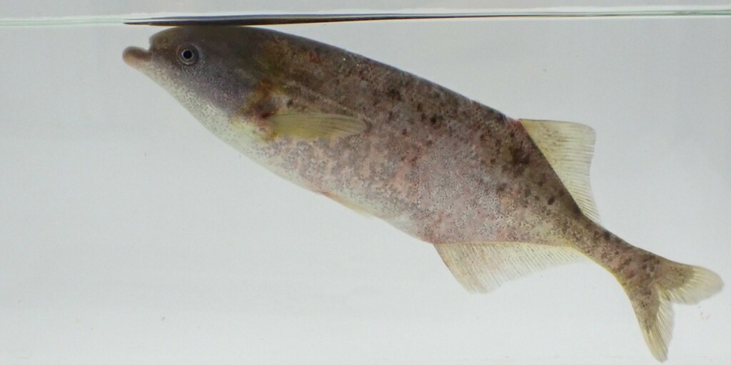 Trunkfish (Marcusenius senegalensis) — Mormyridae