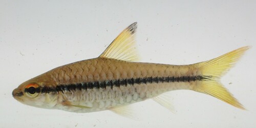 Blackstripe Barb