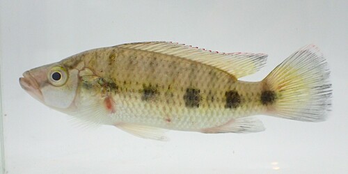 Banded Jewelfish