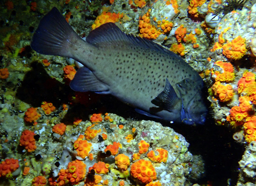 Westelijke wirrah (Acanthistius serratus) — Serranidae — 4