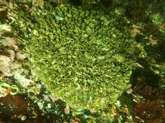 Dodecaceria fewkesi