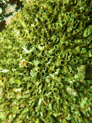 Dodecaceria fewkesi
