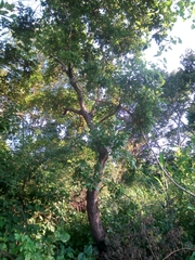 Crossopteryx febrifuga