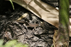 Sceloporus grammicus