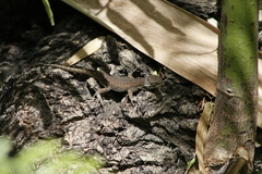 Sceloporus grammicus