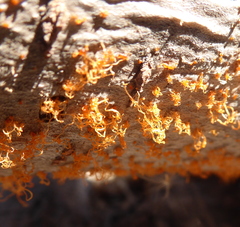 Cytospora chrysosperma