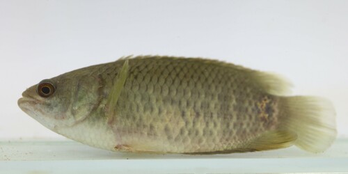 Tailspot Ctenopoma