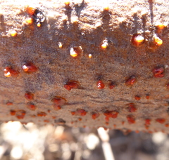 Cytospora chrysosperma