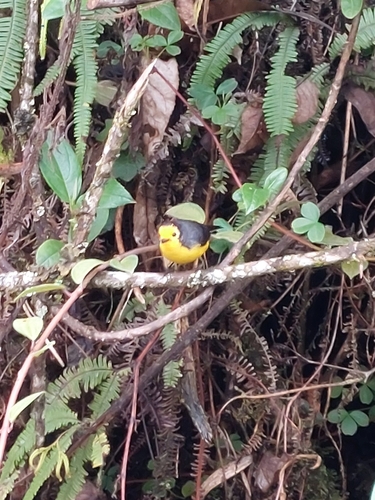 Golden-fronted Whitestart (Myioborus ornatus), photo 6