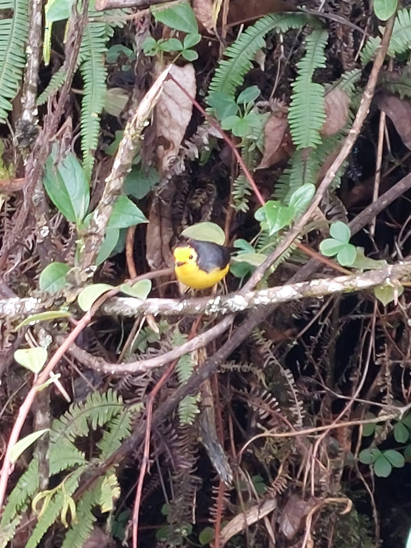 Golden-fronted Whitestart (Myioborus ornatus), photo 6