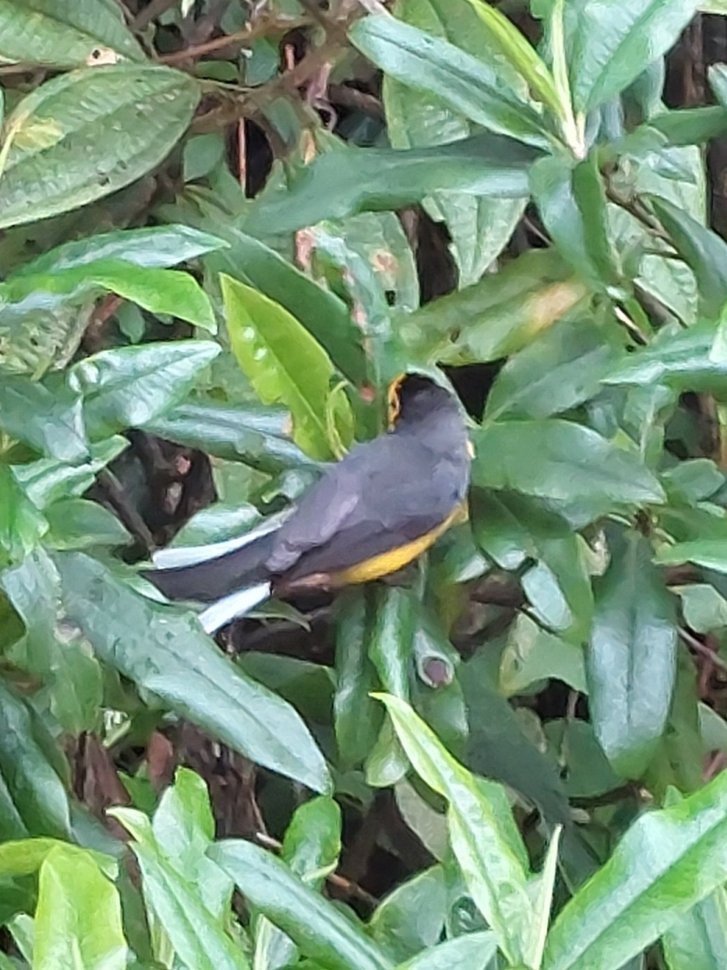 Golden-fronted Whitestart (Myioborus ornatus), photo 7