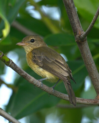 Pachycephala griseonota